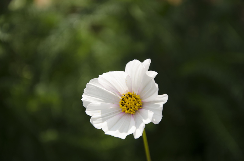 close-up, flower, fragility, growth, pollen, freshness, outdoors, petal, white color, flowering plant, focus on foreground, flower head, nature, beauty in nature