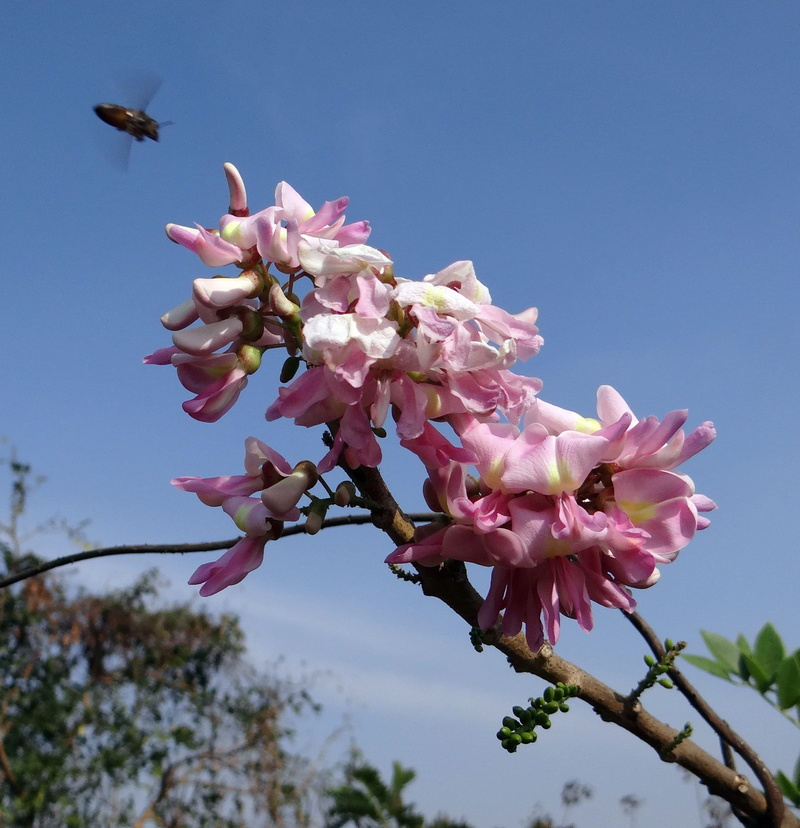 tree, entomology, vegetation, branch, Lilac, no people, antennae, low angle view, fragility, flowering plant, herb, wing, environment, insect, wildflower