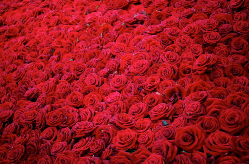 vulnerability, colors, valentines day - holiday, abstract, flower market, no People, softness, fragility, flowering plant, flower, beauty in nature, pink Color