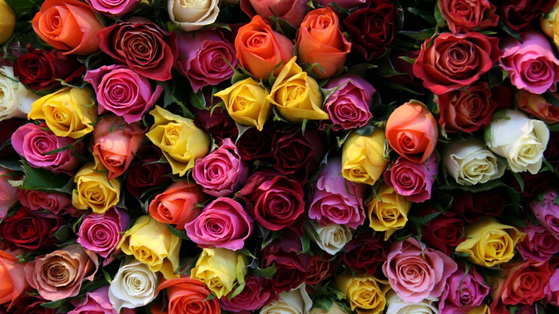 blossom, elegance, cut Flowers, flower market, multi Colored, floral pattern, colorful, flower arrangement, choice, flower, rose - Flower, roses, red, love