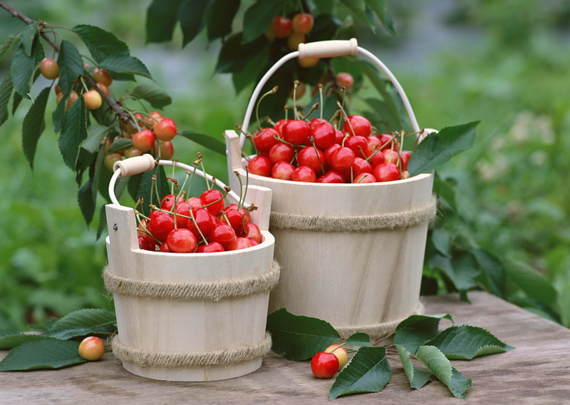 no people, agriculture, branch, large group of objects, plant, outdoors, food, raw Food, freshness, sweet Food, gardening, red, dieting, harvesting, backgrounds