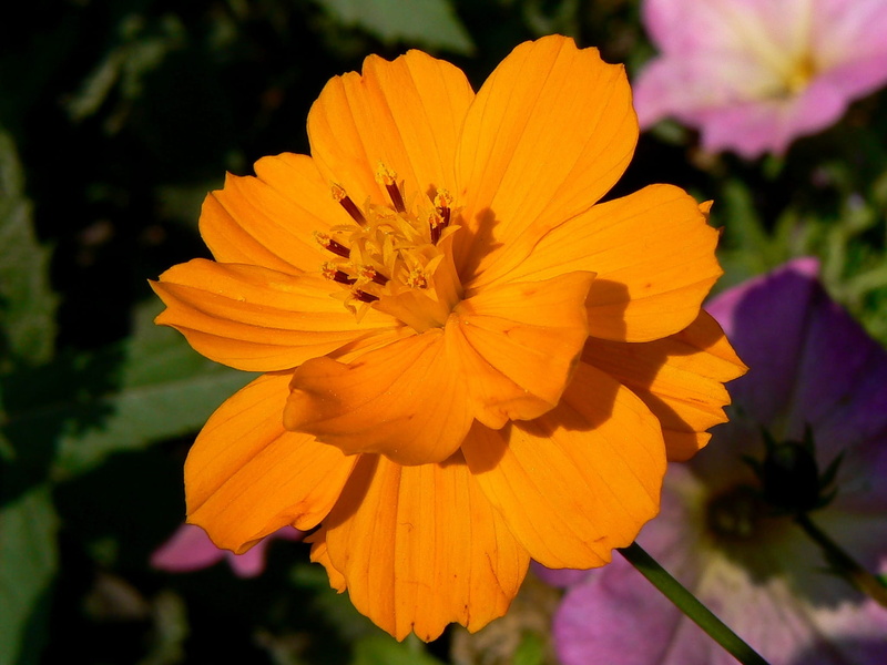 growth, aster, yellow flower, freshness, flowering plant, inflorescence, mexican autumn rose, no people, fragility, yellow, beauty in nature, september