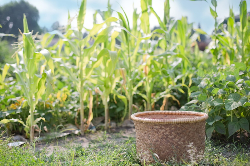 plant part, focus on foreground, crop, day, green color, outdoors, 1080P, agriculture, farm, beauty in nature, gardening, no people, object, plant, basket