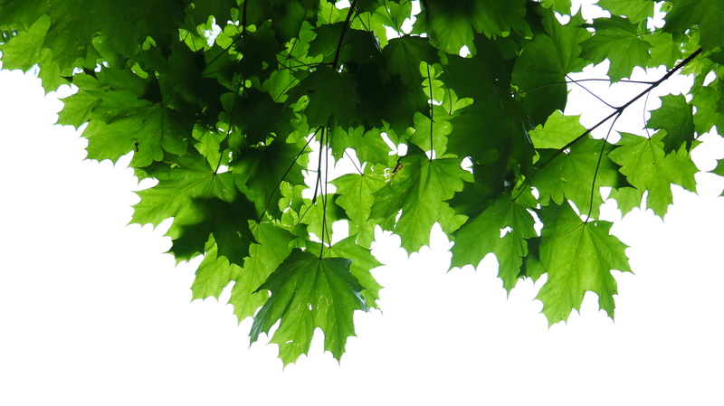 maple tree, food, produce, mapple, flora, cut out, beauty in nature, close-up, leaf, herbs, white background, potted plant, planter, vase, parsley, no people