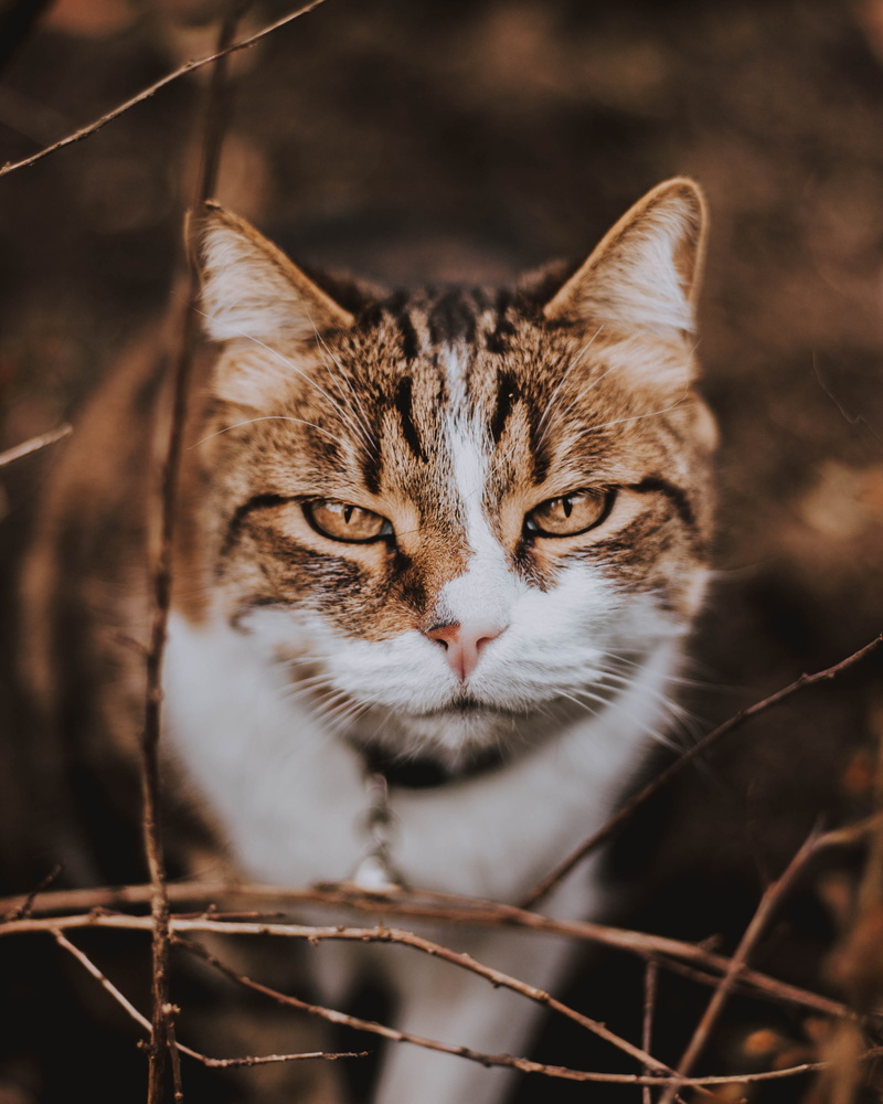 animal, vase, pottery, plant, yellow eyes, herbs, domestic, cat, front view, animal body part, gray, abyssinian, mammal, fire, pet, vegetable, feline, grain