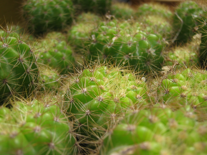 selective focus, spiked, field, leaf, beauty In Nature, thorn, macro, fragility, land, close-up, 2K, green Color, desert, vulnerability, botany, full frame