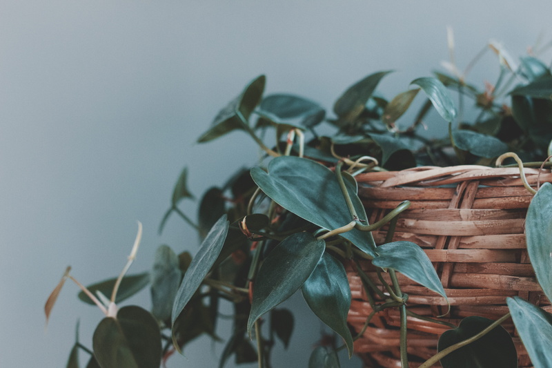 day, beauty in nature, close-up, no people, freshness, flowering plant, food, 5K, brown, growth, overgrown, plant part, wall, leaves, fall, sky, houseplant