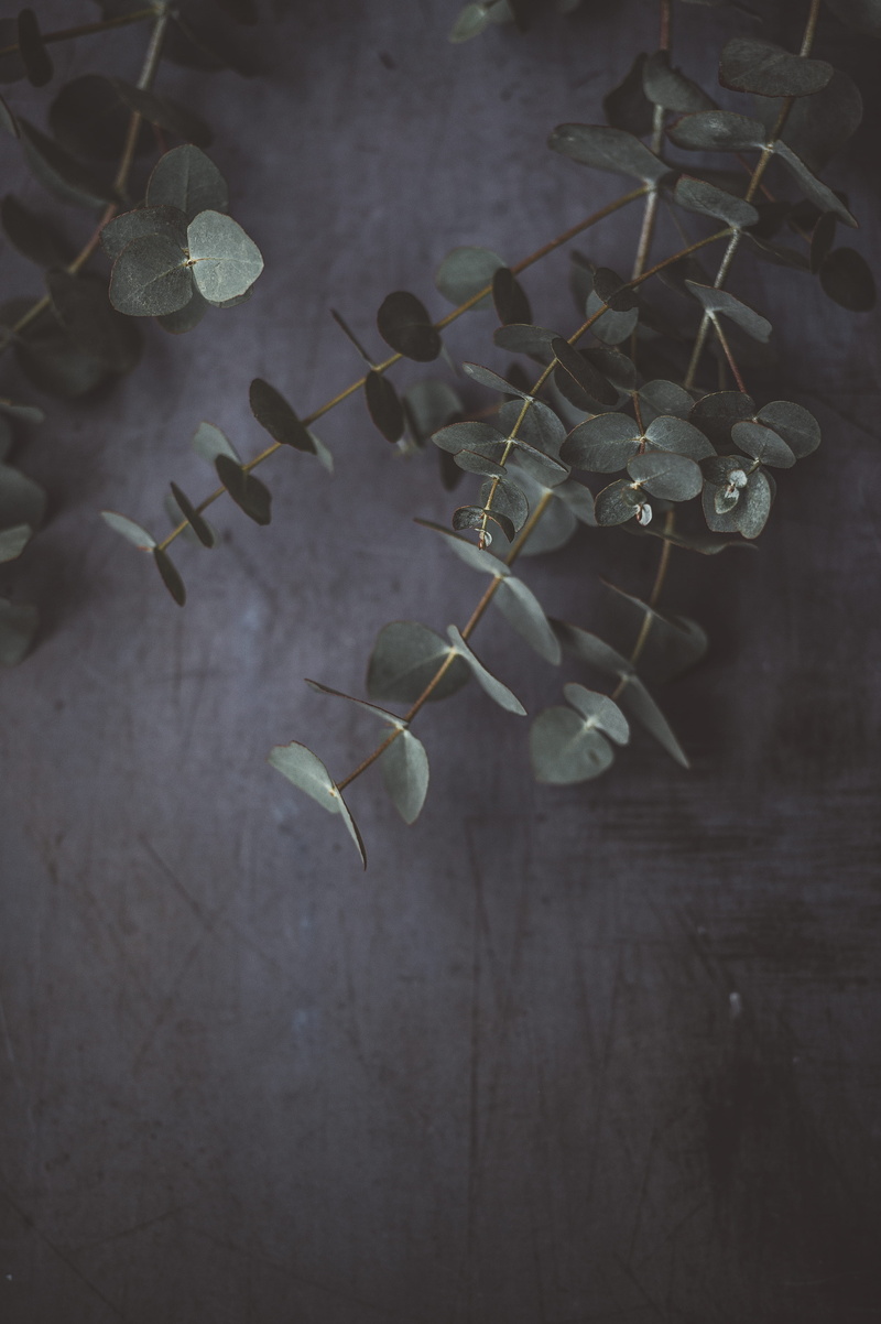 branch, photo, beauty in nature, indoors, close-up, foliage, food and drink, leafed, flower, selective focus, no people, green, high angle view, 4K, day