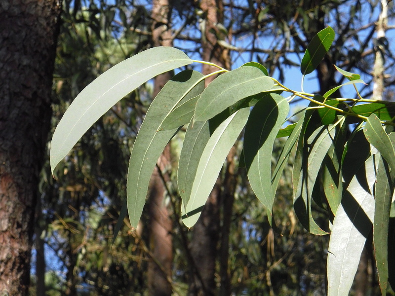 land, beauty in nature, green, low angle view, tranquility, food and drink, eucalyptus, galicia, outdoors, close-up, vegetable, sunlight, leaves, trees