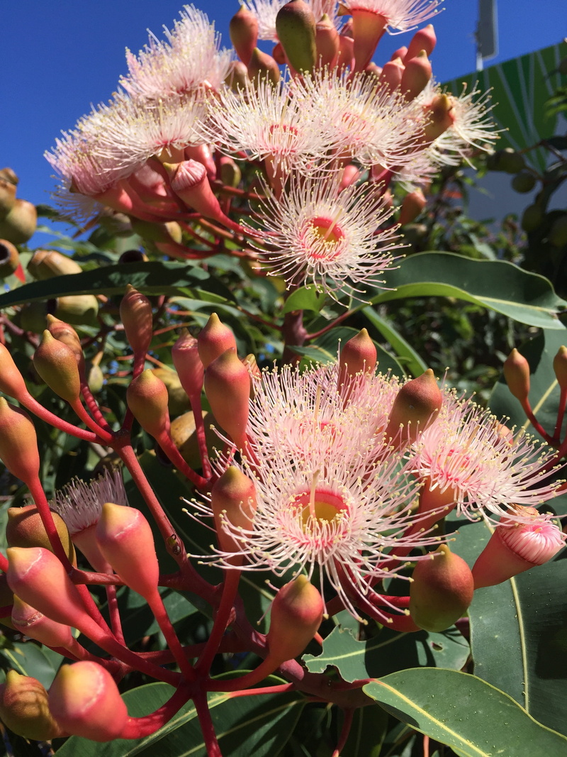 nature, freshness, plant part, inflorescence, flower head, beauty in nature, plant, cactus, outdoors, no people, petal, flora, australian, fragility, succulent plant