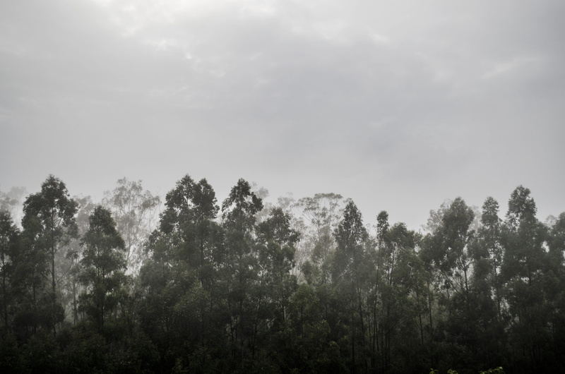 non-urban scene, tranquil scene, forest, beauty in nature, woodland, green, eucalyptus, leaf, brazil, cloud - sky, trees, outdoors, fog, scenics - nature
