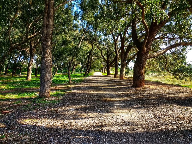 treelined, day, 4K, the way forward, trees, tree, path, long, diminishing perspective, green, eucalyptus, growth, leaves, footpath, park, outdoors, landscape