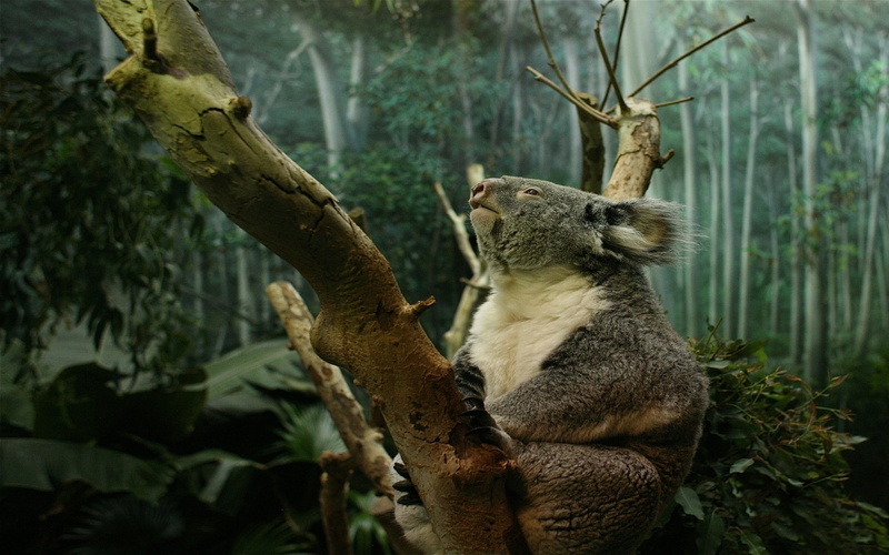 eucalyptus Tree, bear, tree, nature, branch, vertebrate, mammal, tree trunk, forest, endangered Species, trunk, one animal, plant, large, focus on foreground