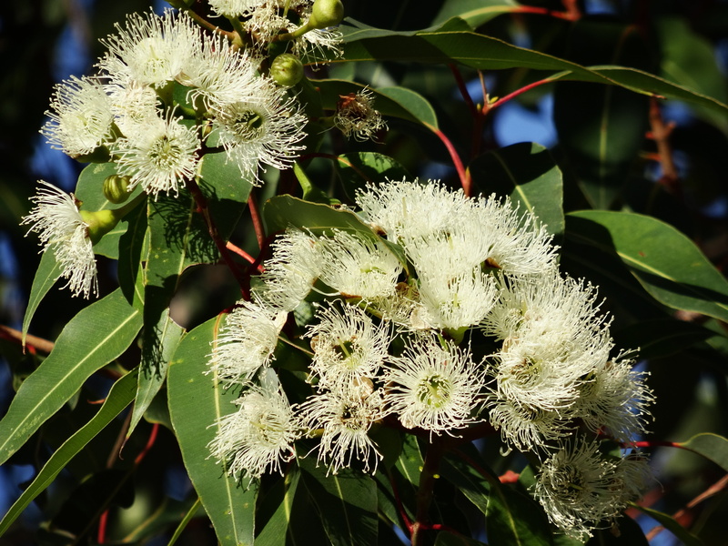 photography, flower head, close, freshness, day, petal, flower, australian eucalyptus, petaled, 5K, white color, vulnerability, green color, leaf, no people