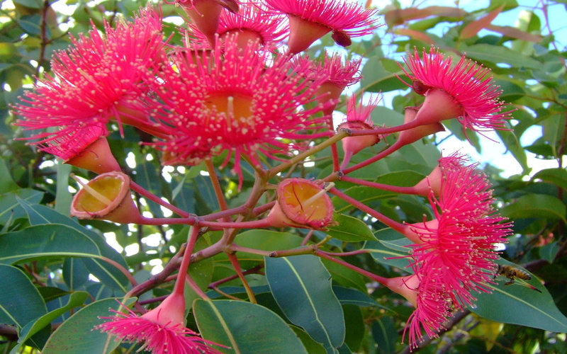 eucalyptus, flower, 2K