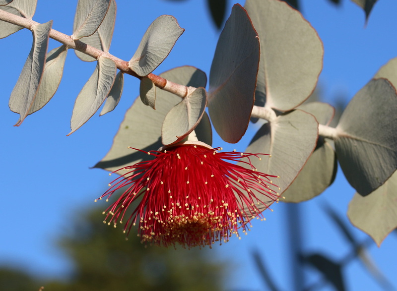 eucalyptus leaves, tree, close-up, pollen, flower head, botanical, native flower, gum leaf, beauty in nature, plant part, freshness, gum blossom, no people