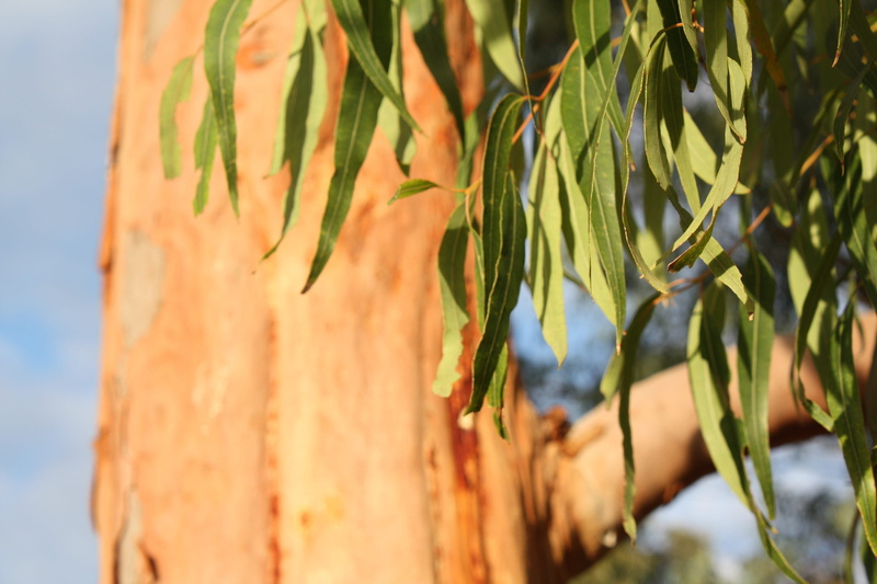 focus on foreground, leaf, plant, growth, healthy eating, eucalyptus, tree, nature, food and drink, food, outdoors, leaves, sky, selective focus, no people
