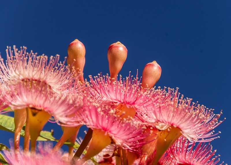 tree, vulnerability, outdoors, no people, undersea, blue sky, petal, blossom, flower head, gum tree, water, 2K, eucalyptus flowers, plant, pollen, pink color