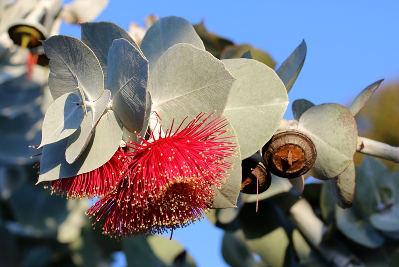 flower head, eucalyptus, blossom, eucalyptus blossom, gum blossom, plant part, eucalyptus leaves, growth, floral, leaf, no people, red, focus on foreground