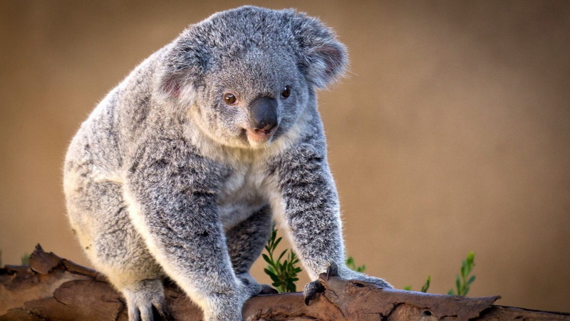 outback, koala, charming, animals In The Wild, fur, outdoors, looking, eucalyptus, zoo, marsupial, australia, branch, gray, animal wildlife, meerkat, tree
