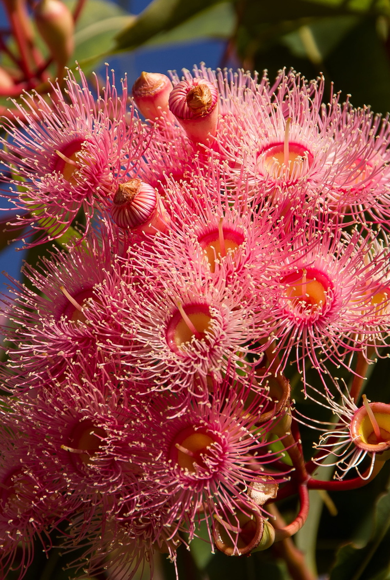 undersea, eucalyptus flowers, red, outdoors, petal, sea life, coral, underwater, freshness, Buds, vulnerability, no people, pollen, reef, Eucalyptus, nature