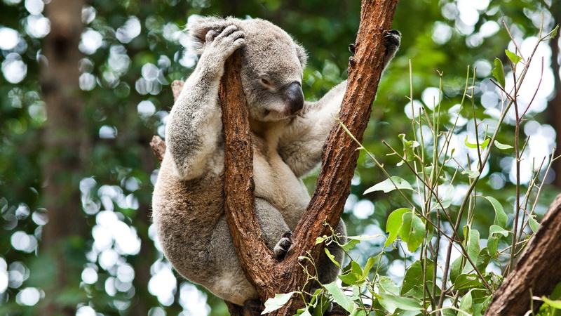 green Color, eucalyptus, forest, plant, no People, marsupial, leaf, animal themes, endangered Species, branch, australian Culture, trees, large, focus on foreground