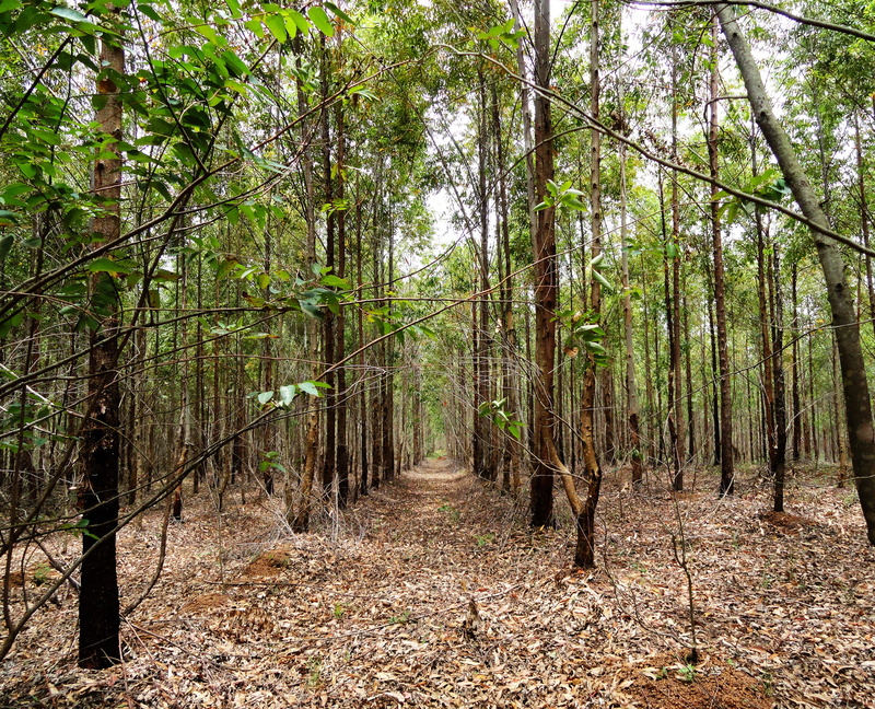 bamboo - plant, non-urban scene, plant, woods, beauty in nature, dry leaf, landscape, forest, beautiful, linda, outdoors, wood, tranquility, land, trunk