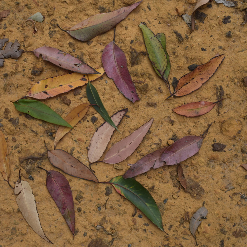 food, autumn, tree, soil, blossom, day, australia, cricket insect, change, still life, yam, eucalyptus, animal, plant, high angle view, flower, 4K, directly above