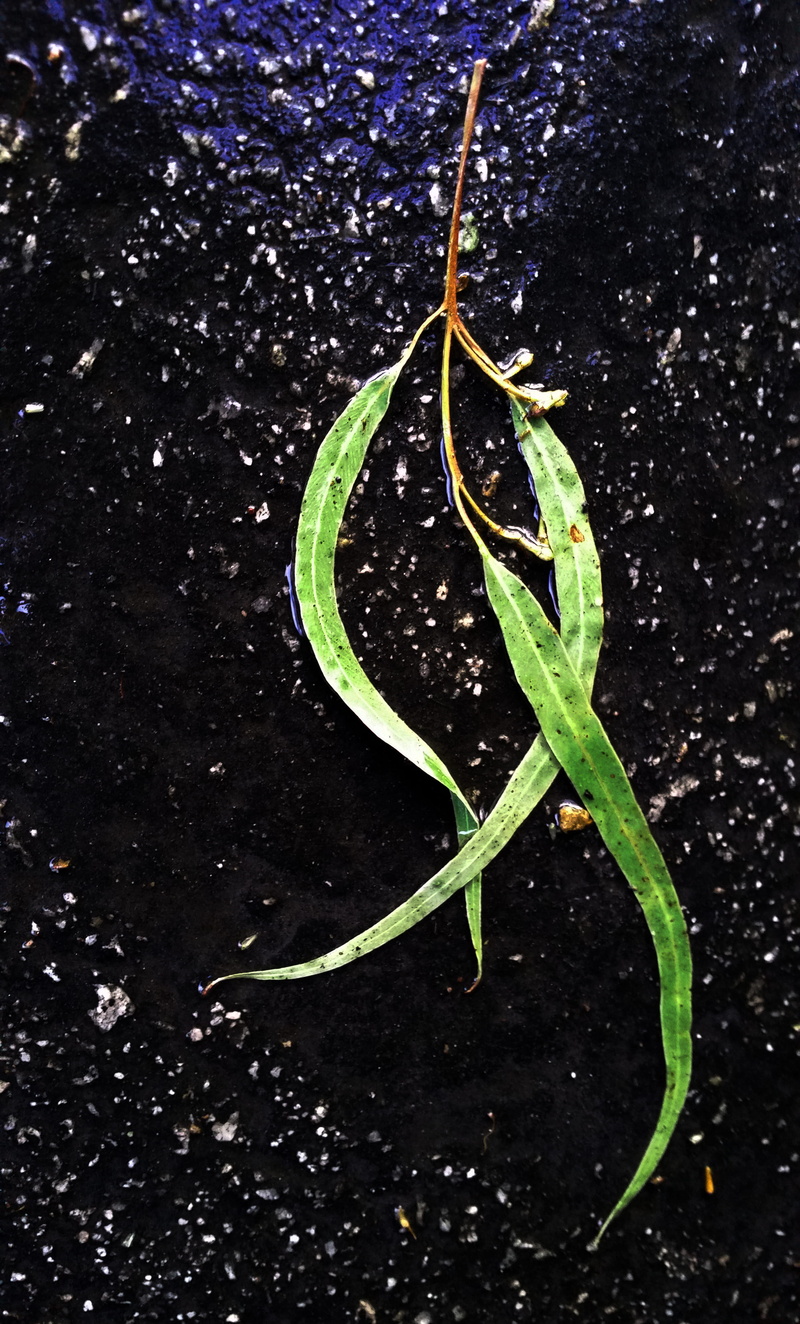beginnings, plant, plant part, abstract, eucalyptus, no people, black background, plant stem, close-up, leaves, food and drink, growth, rain, nature, green color