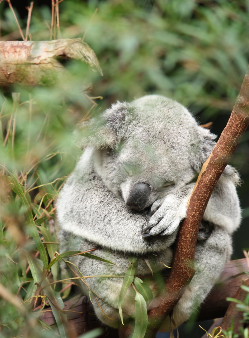 natural, branch, sleeping, plant, australia, herbivorous, animal, close-up, relaxation, nature, forest, zoo, leaf, eucalyptus, cute, animal themes, wildlife