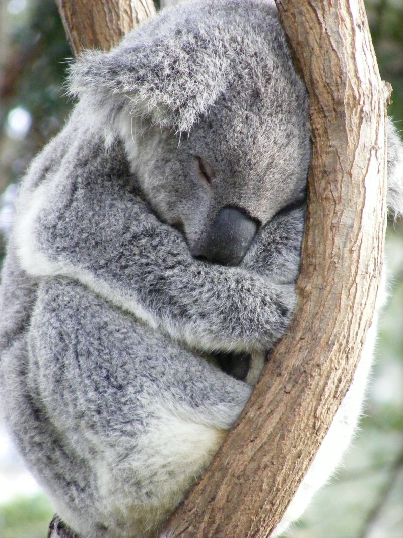 leaf, resting, napping, native, gray, sleeping, tree, animal themes, 2K, photography, plant, outdoors, tree trunk, branch, no people, close-up, eucalyptus