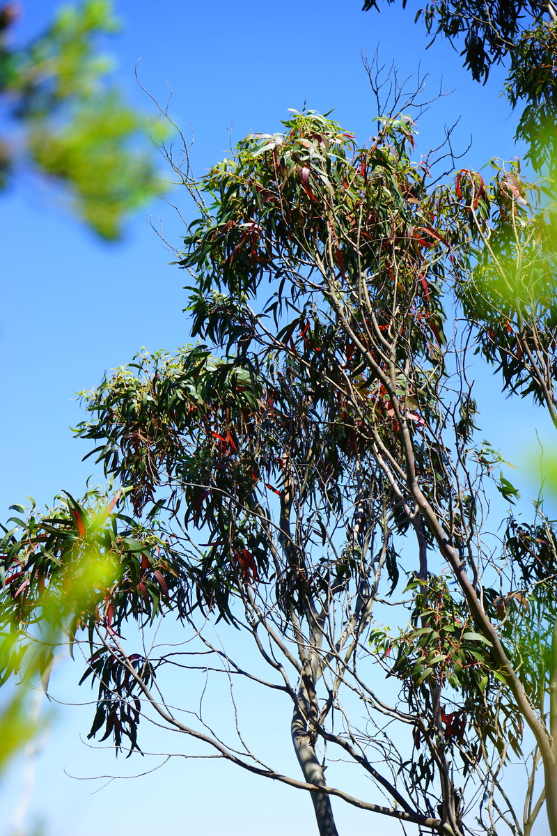 tree, blue, Fever Tree, no people, plant part, branch, Eucalyptus, fruit, tranquility, green color, healthy eating, 5K, growth, beauty in nature, day