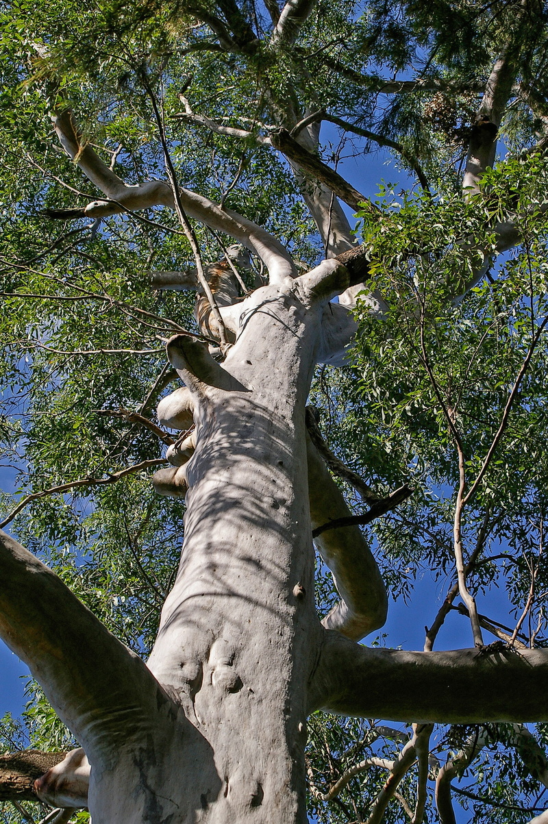 eucalyptus, beauty in nature, Eucalyptus, tree, Gum Tree, branch, sky, green, leaf, animal, plant, 2K, trunk, forest, nature, mammal, tree Trunk, low angle view