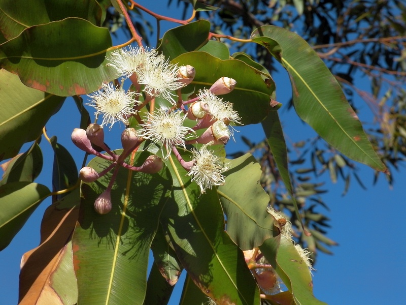 flower, close-up, focus on foreground, fragility, nature, no people, freshness, shallow, australia, sunlight, vulnerability, leaf, day, pollen, beauty in nature