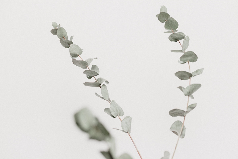 studio shot, green, indoors, white color, snow, close-up, photography, white background, leafed, background, winter, leaf, gray, no people, green color