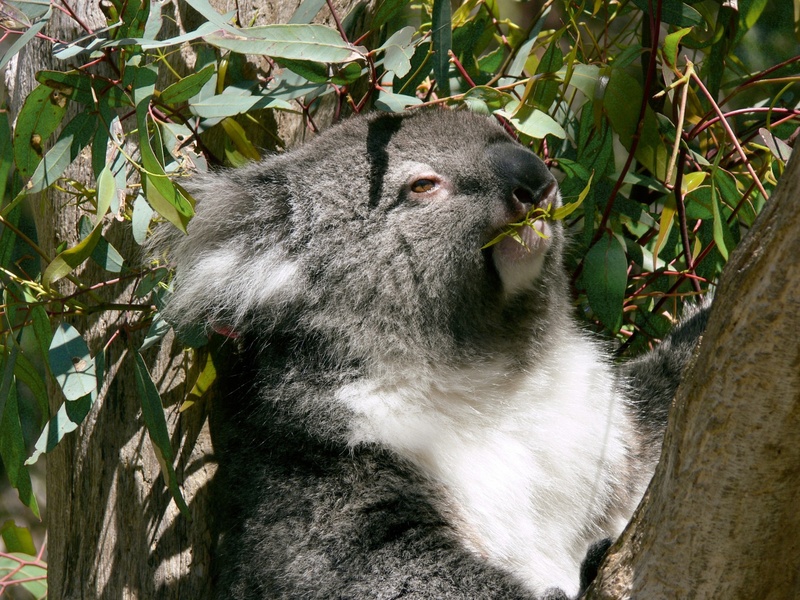 leaf, growth, tree, one animal, eucalyptus, brown, 1080P, eating, day, koala, trunk, plant, australia, looking, animal wildlife, animals in the wild, mammal