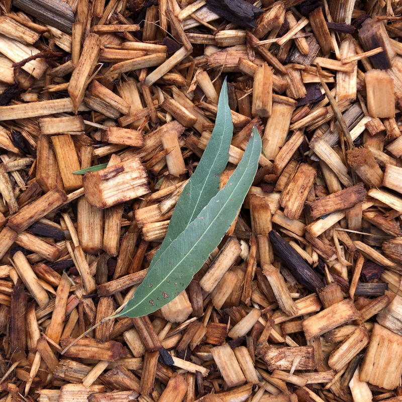 directly above, food, gum, nature, plant, leaf, close-up, contrast, green color, brown, wood - material, high angle view, food and drink, wood chips, 2K