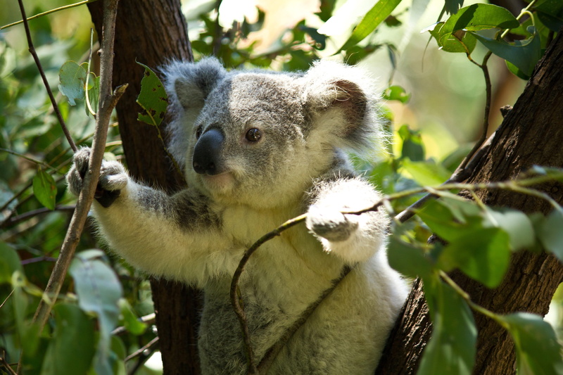 koala, trunk, life, plant, sanctuary, nature, bark, 5K, animals in the wild, bear, leaf, no people, holding, animal themes, tree, zoo, branches, focus on foreground