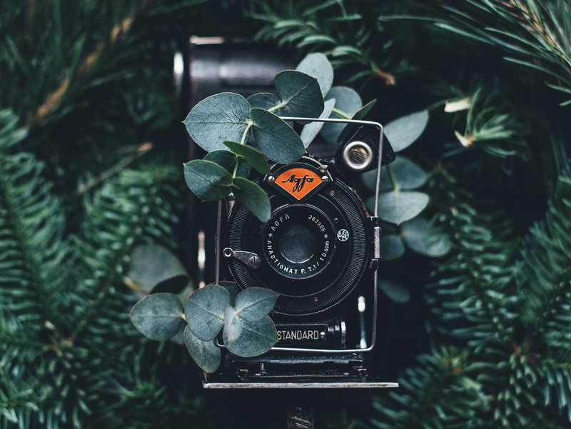green color, leaf, no people, leafe, vintage camera, fir, plant, photography themes, leaves, communication, close-up, growth, black color, camera, photographic equipment