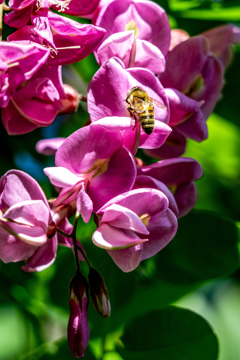 freshness, invertebrate, inflorescence, animal themes, beauty in nature, flower head, pink color, petal, insect, flowering plant, bee, animal, animals in the wild