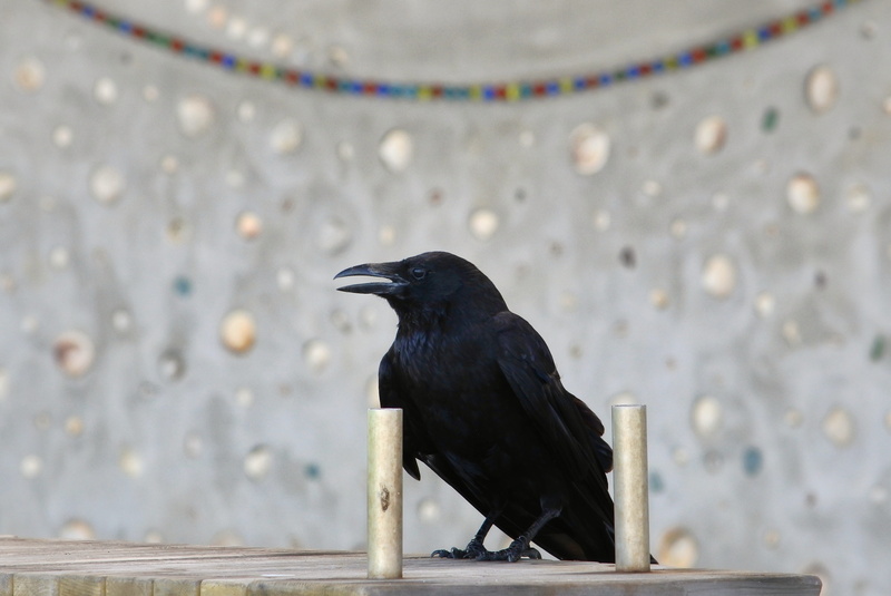 raven - bird, looking, nature, animal wildlife, black color, close-up, selective focus, vertebrate, focus on foreground, animals in the wild, crow, the color of it