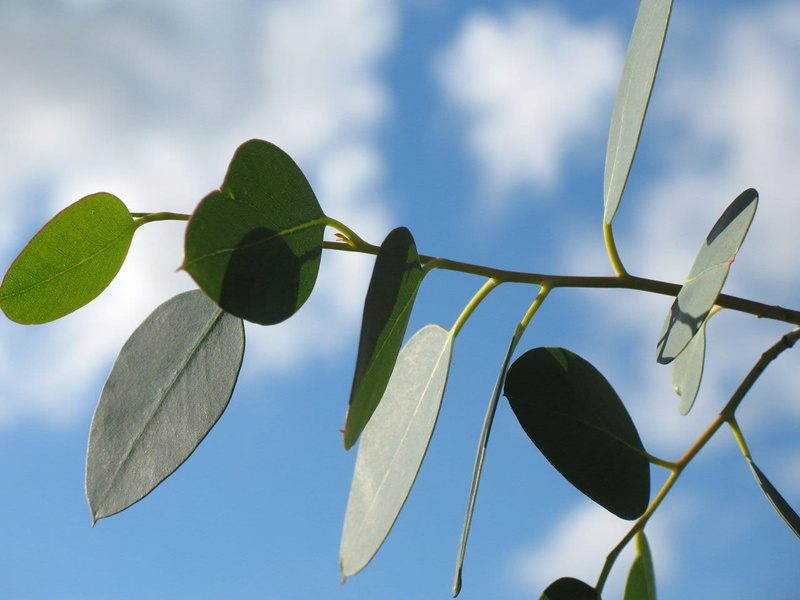 food, day, 720P, cloud - sky, photo, nature, outdoors, blue, green color, low angle view, closeup, leaf, fruit, no people, eucalyptus, plant, branch, fresh