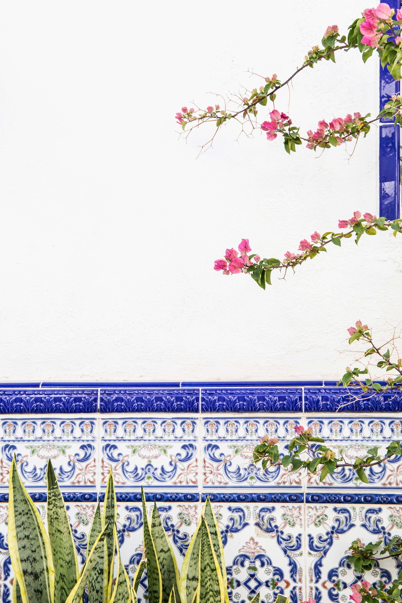 plant, white, blue, wall - building feature, springtime, green, built structure, floral pattern, wall, near, daytime, no people, leaf, growth, flowers