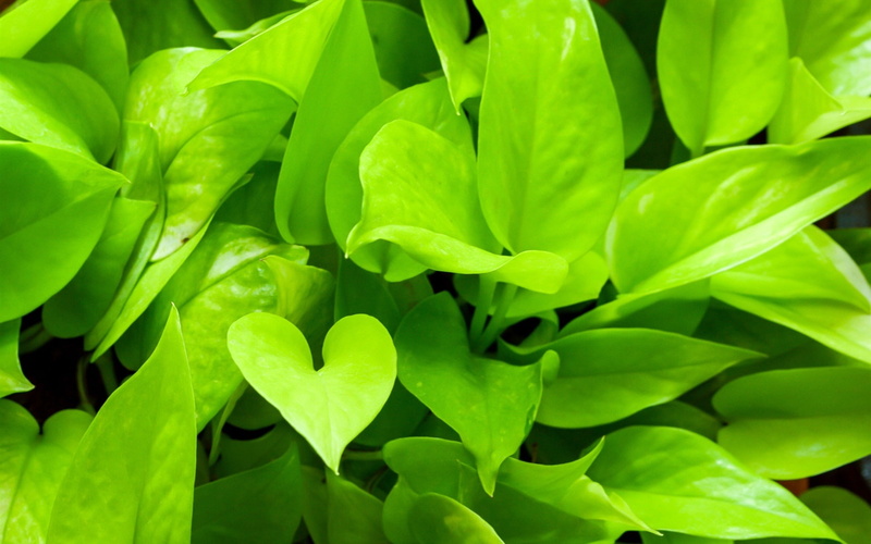 1080P, Pothos, Green, close, Plants