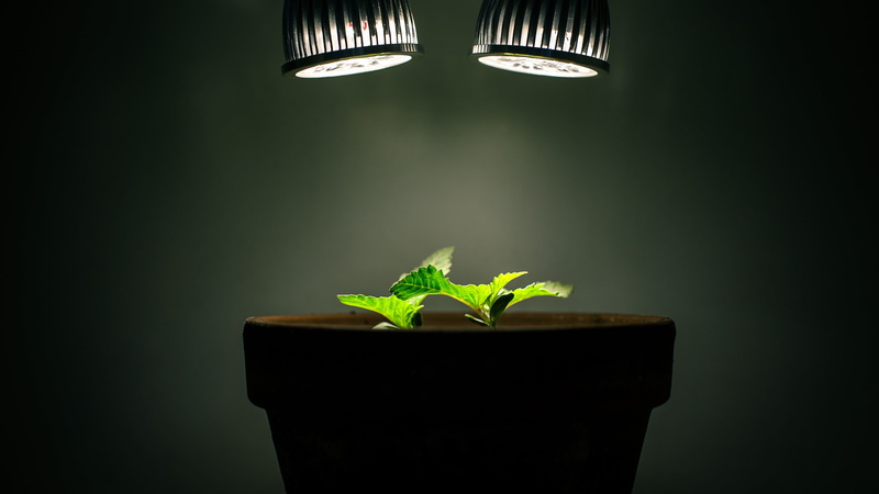 no people, green color, potted plant, nature, beauty in nature, plant, close-up, growth, indoors, copy space, fragility, botany, 4K, new life, flower pot