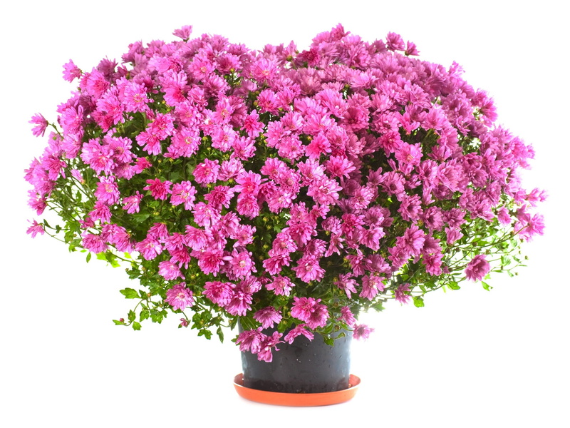 flower pot, nature, houseplant, flower arrangement, flower, studio shot, petal, fragility, growth, bunch of flowers, indoors, beauty in nature, white background