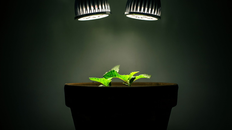 growth, plant part, 1080P, botany, wall - building feature, fragility, beginnings, beauty in nature, studio shot, green color, indoors, plant, leaf, vulnerability