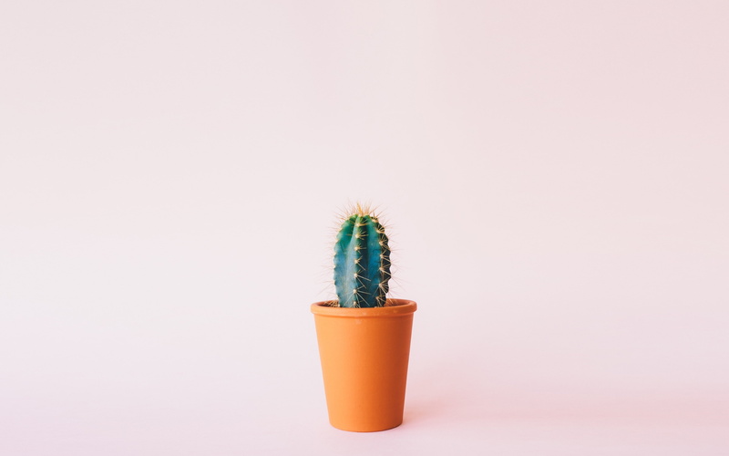 flower, 4K, cactus, minimalism backgrounds, download 3840x2400 cactus