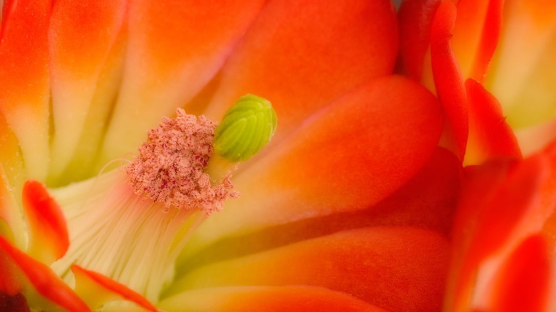 orange, 1080P, red, cactus, flower, flowers, 1920x1080, claretcup