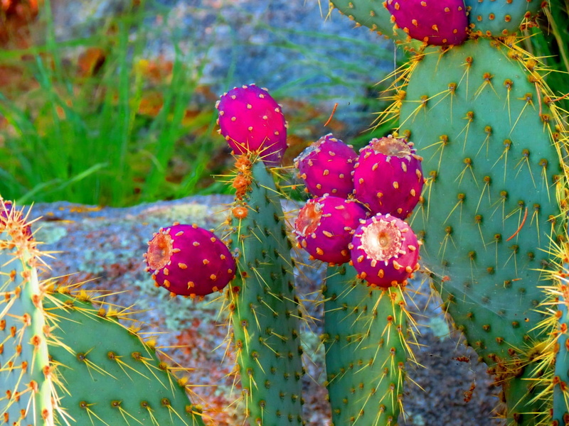 1080P, ehanced, cactus, blooming, flower, nature and landscapes